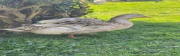 Ducks poultry for sale: Large Silver Appleyard Ducks - Advert 3