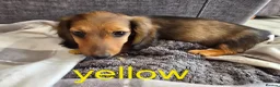 Dachshund dogs for sale: Miniature dachshunds  - Advert 4