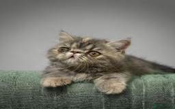 Persian cats for sale: ⭐️ Exceptional Persian x Exotic Kittens ⭐️ - Advert 7