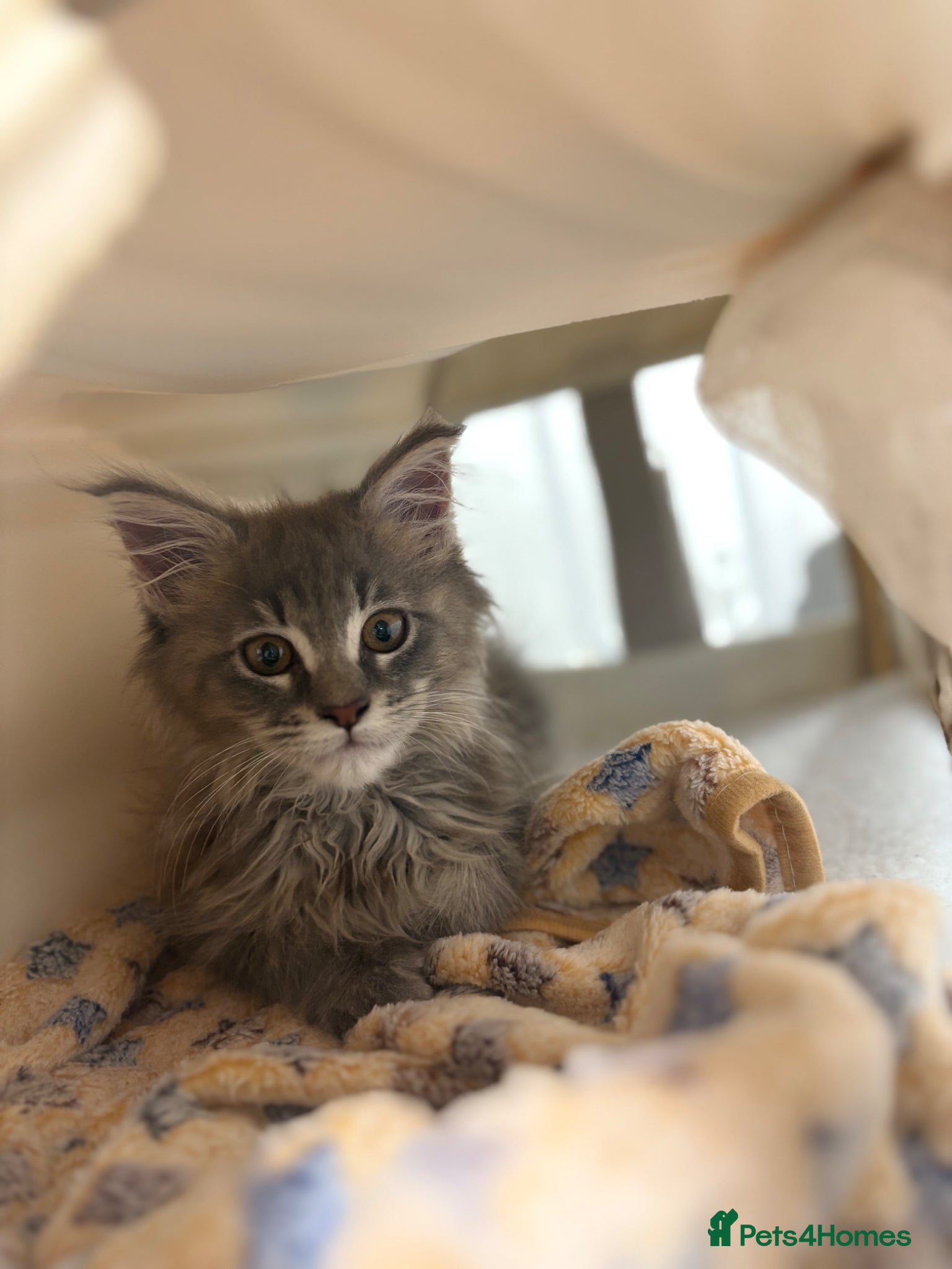 Maine Coon cats Beautiful Maine Coon looking for the perfect home. - Advert 1