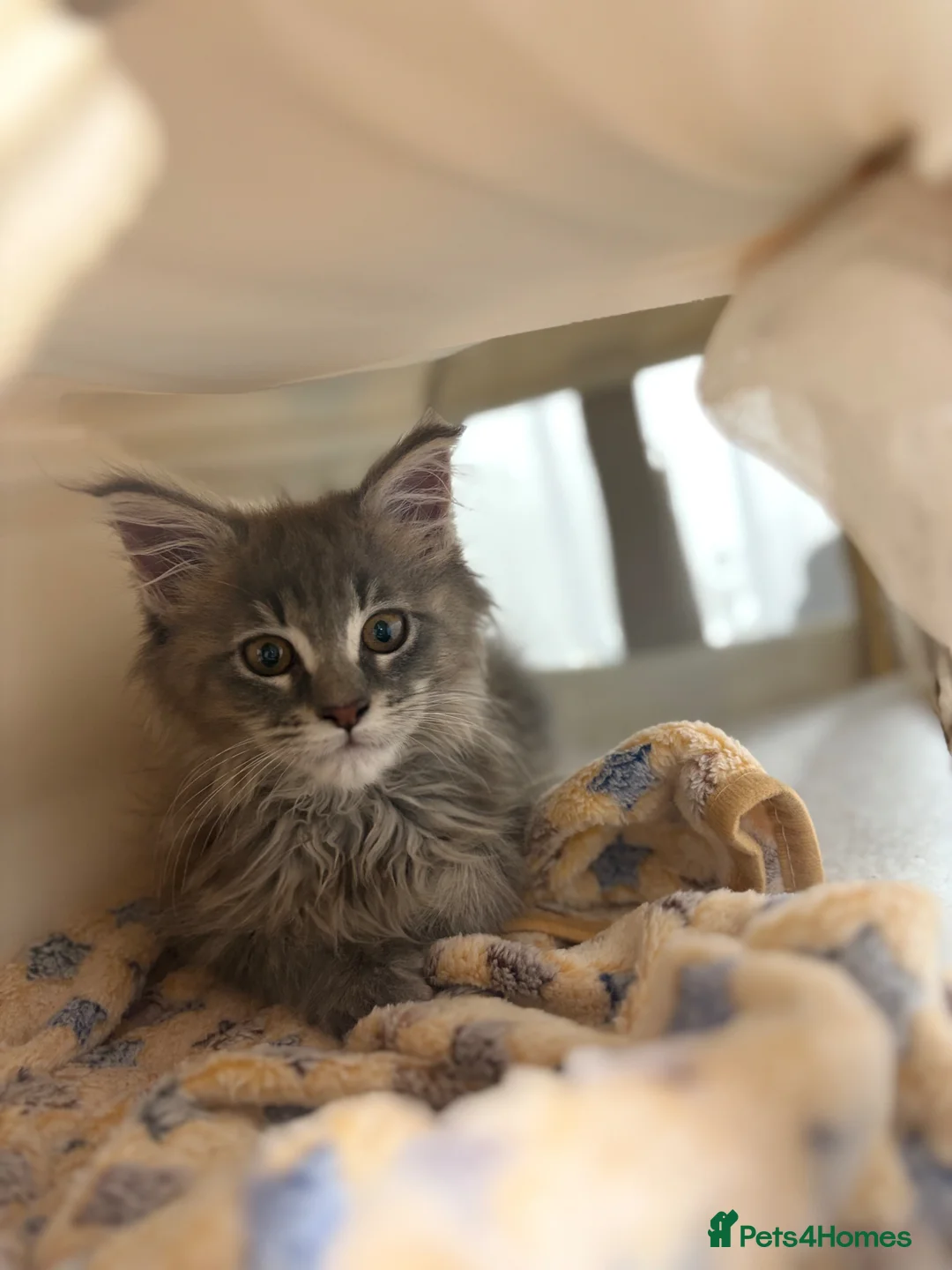 Maine Coon cats for sale: Beautiful Maine Coon looking for the perfect home. in Ardrossan - Advert 1
