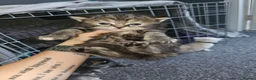 Mixed Breed cats for sale: Persian cross maincoon fluffy kittens  - Advert 15