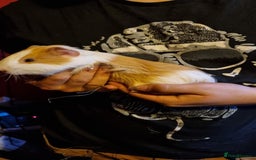 Guinea Pig rodents for sale: LONE MALE guineapig - Image 1