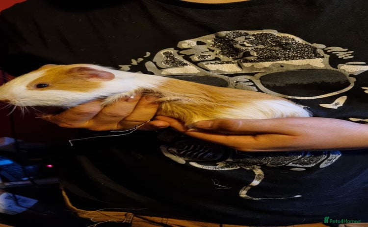 Guinea Pig rodents - Advert 6