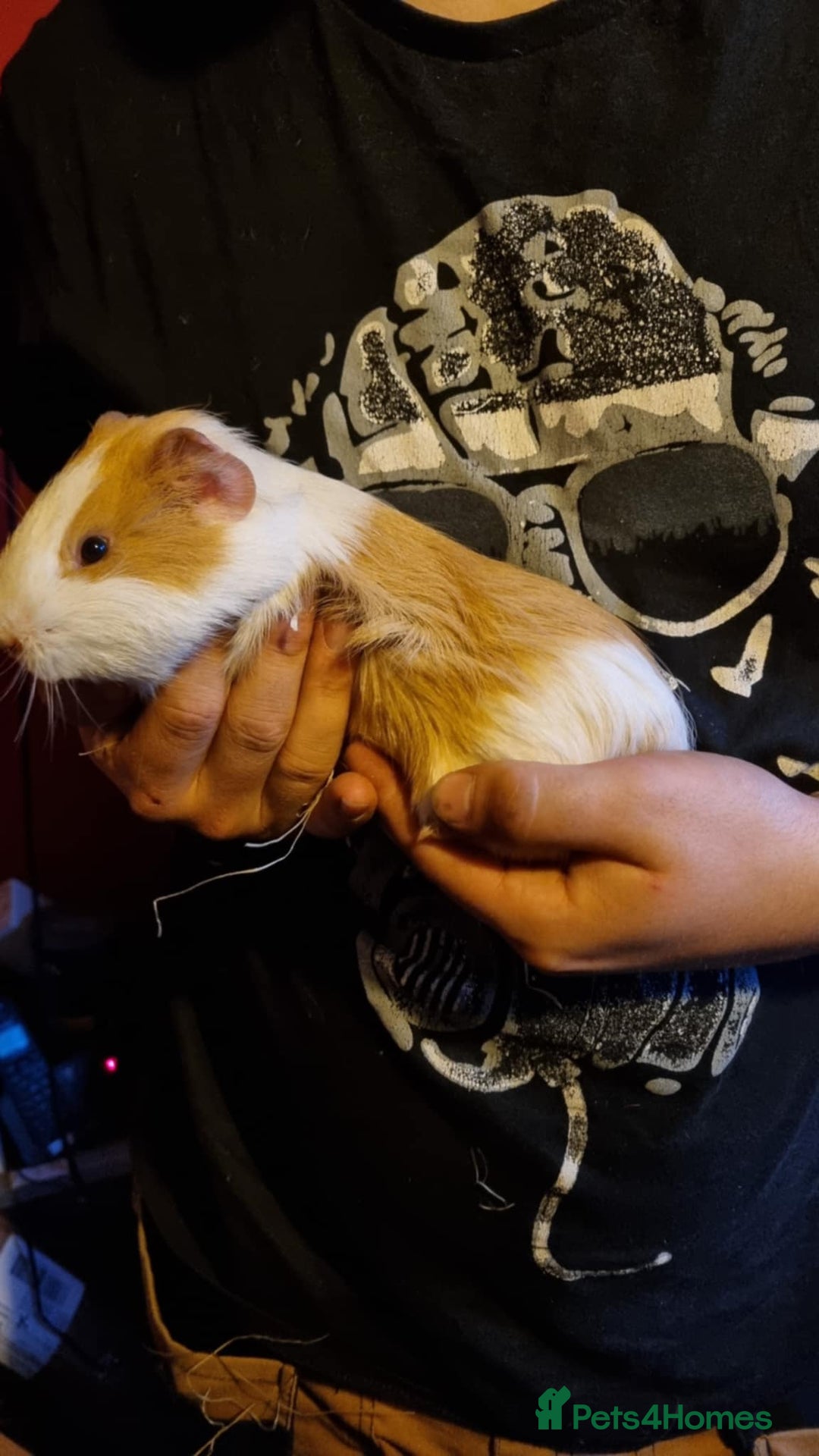 Guinea Pig rodents for sale: LONE MALE guineapig - Image 1