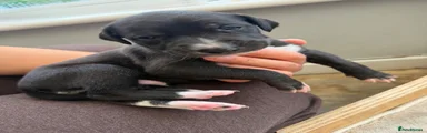 Lurcher 5