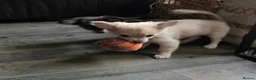 Chihuahua dogs for sale: **Ready Now ** Chihuahua Puppies ️ KC Registered  in Bristol - Advert 8