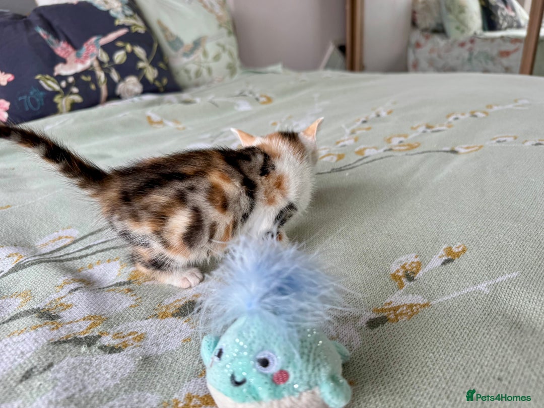 Bengal cats for sale: Bengal kittens 4 pure bangals 5 bengal x kittens - Image 29
