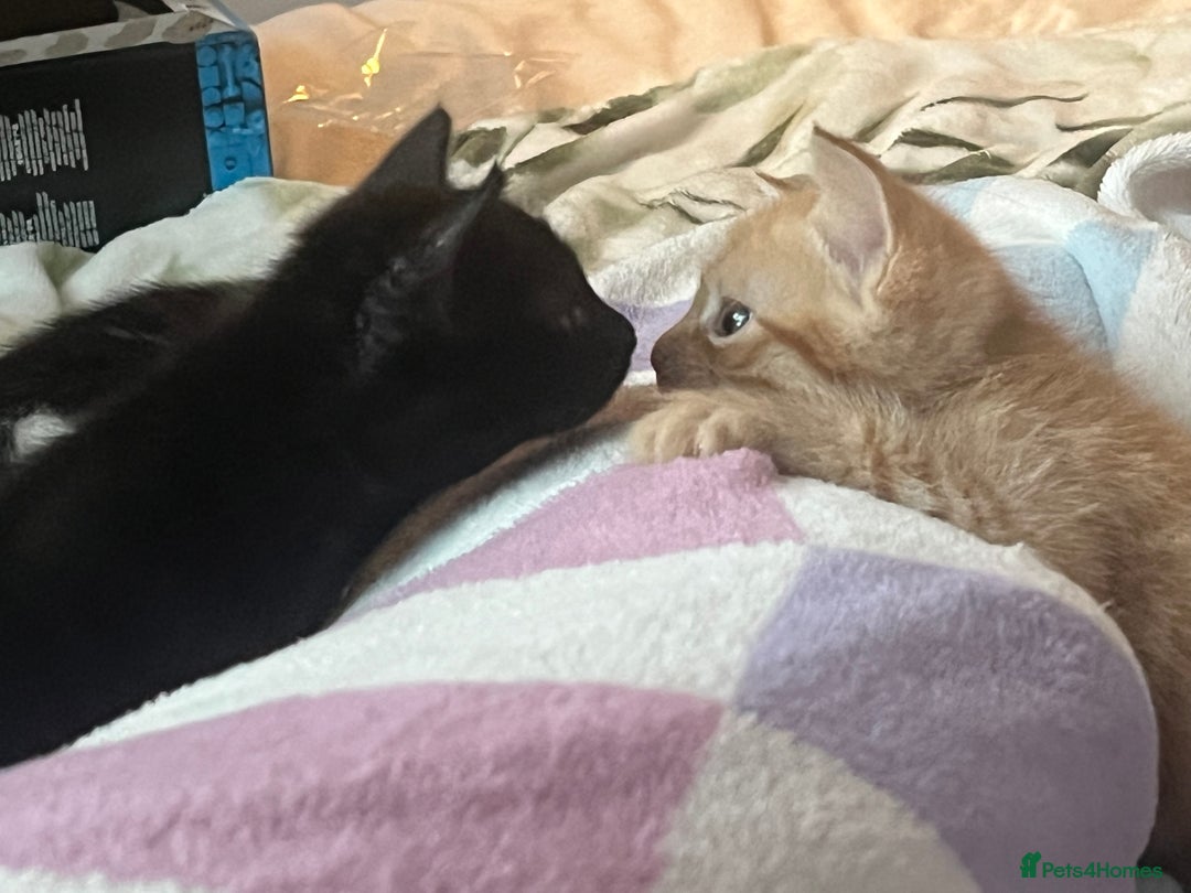 Mixed Breed cats for sale: 3 mixed male kittens for sale - Image 11