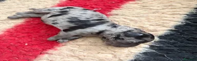 Cockapoo 1