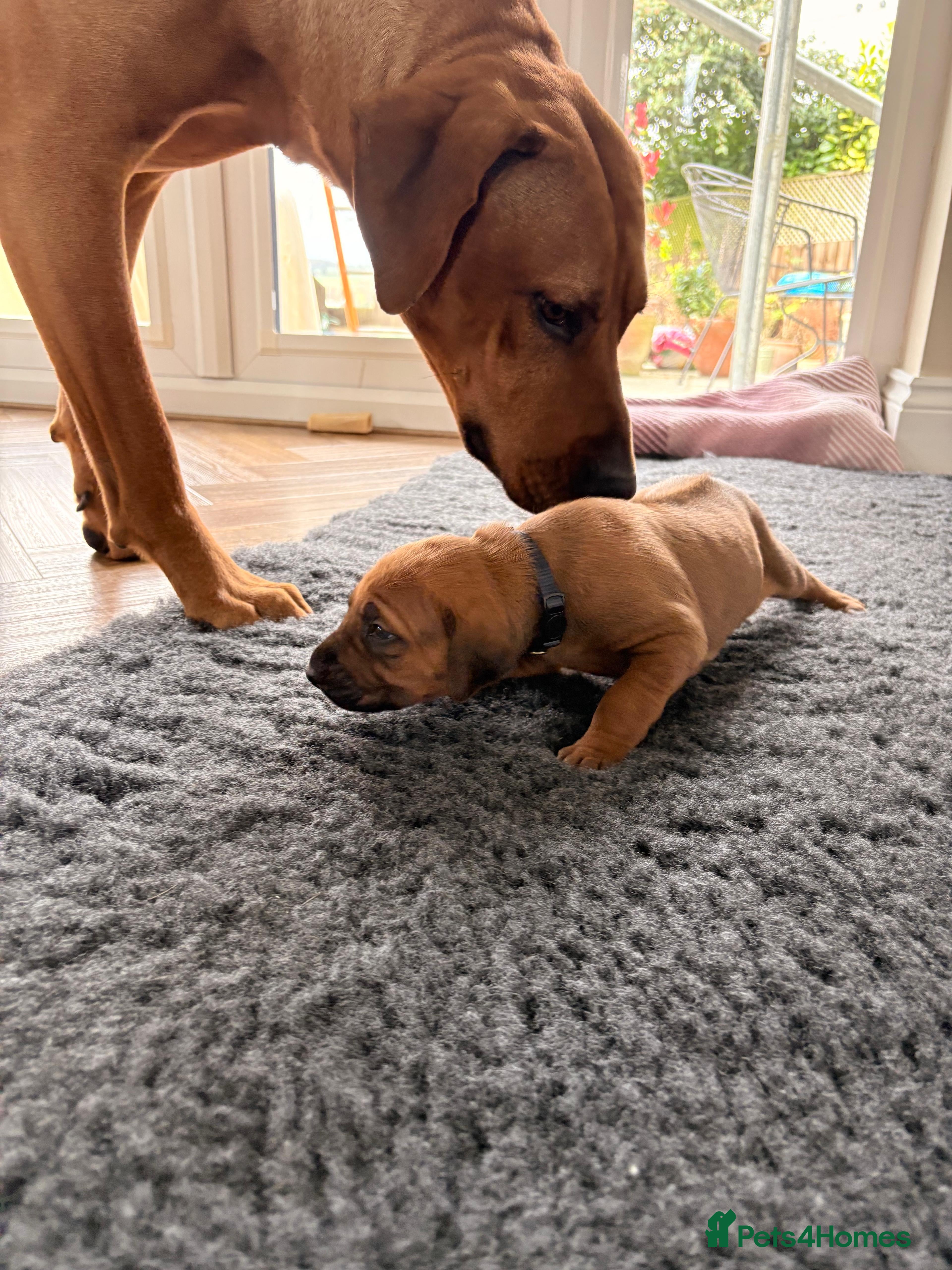 Rhodesian Ridgeback dogs Premium KC Registered Rhodesian Ridgeback Puppies  - Advert 2