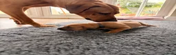 Rhodesian Ridgeback dogs for sale: Premium KC Registered Rhodesian Ridgeback Puppies  - Advert 4