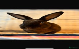 Mixed Breed rabbits for sale: Rescue Bunnies for Adoption  - Image 8