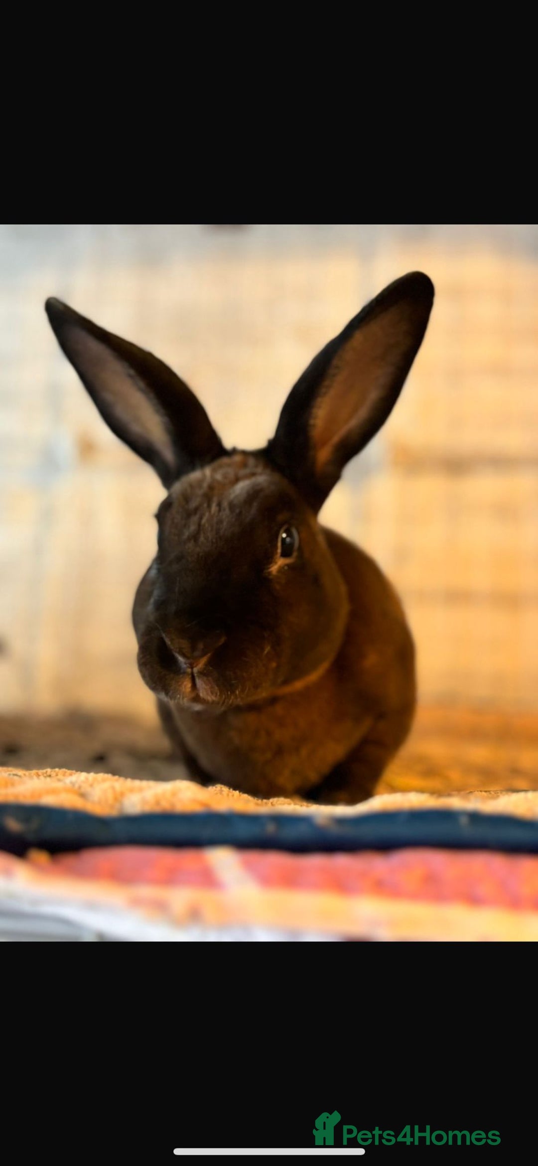 Mixed Breed rabbits for sale: Rescue Bunnies for Adoption  - Image 8