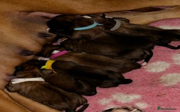Boxer dogs for sale: Boxer Puppies KC registered  - Image 4