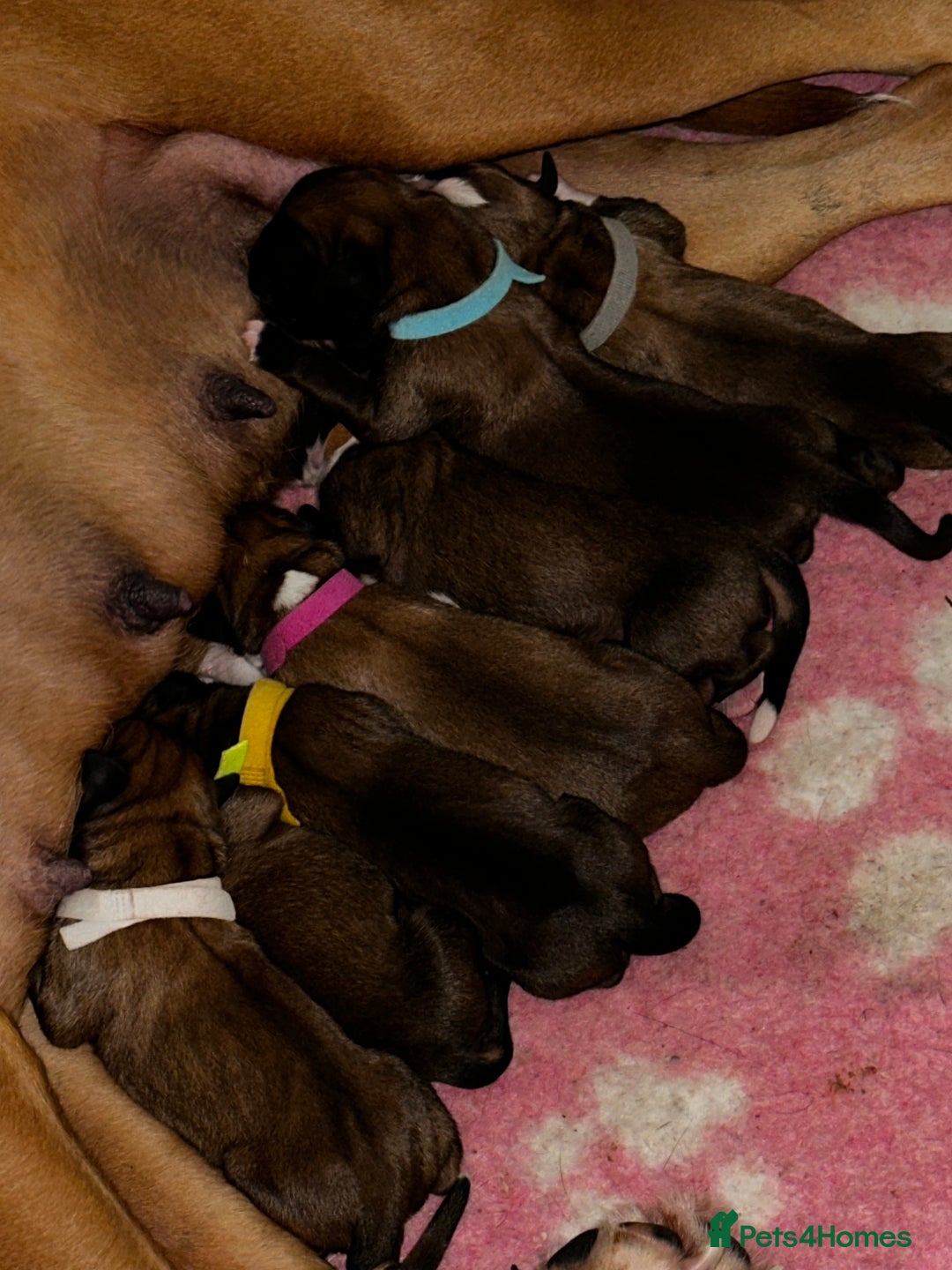 Boxer dogs for sale: Boxer Puppies KC registered  - Image 4