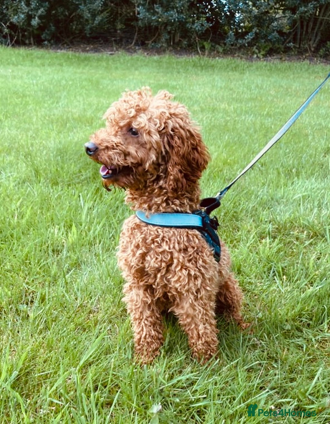 Cavapoo dogs for sale: F1 boys, licensed breeder, health tested parents - Image 21
