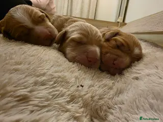 Cocker Spaniel dogs 7 week old cocker spaniels, girl and a boy for - Advert 6