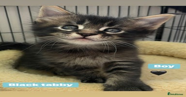 Maine Coon cats - Advert 4