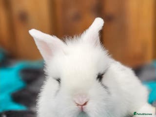 Mini Lion Lop rabbits Double Maned Mini Lion Lops - Advert 11