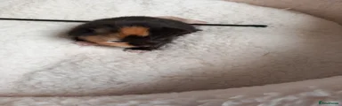 Calico girl with a dual-coloured face and white paws