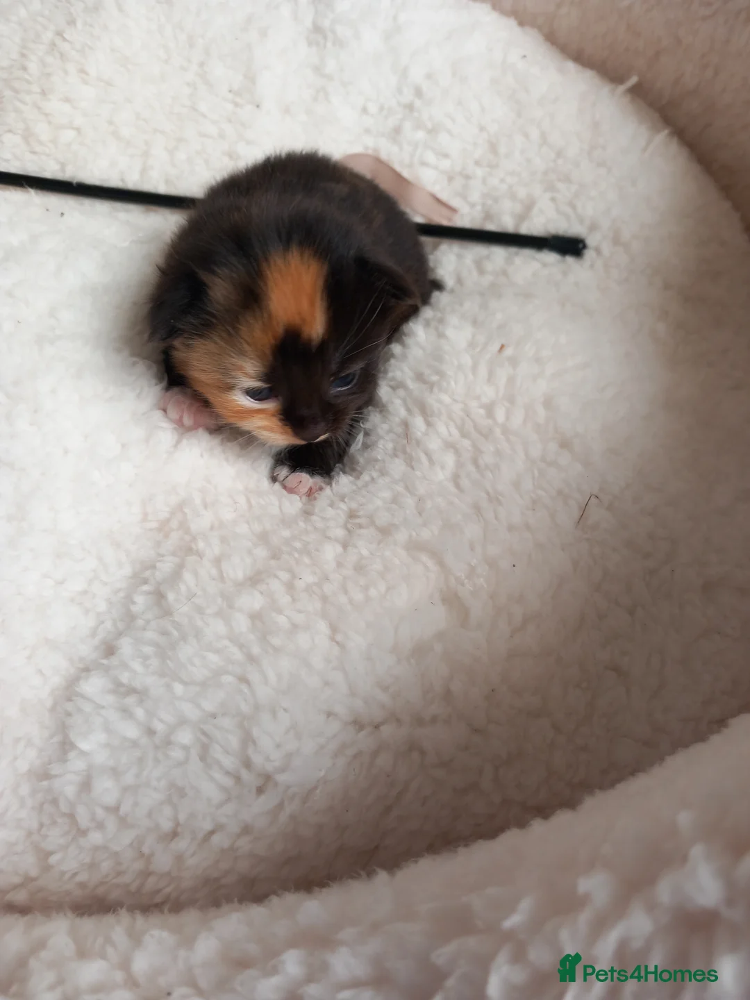 Mixed Breed cats for sale: Goldie and Meg have had their gorgeous kittens - Advert 2