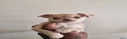 Chihuahua dogs for sale: Kc registered female chihuahua puppy in London - Advert 4