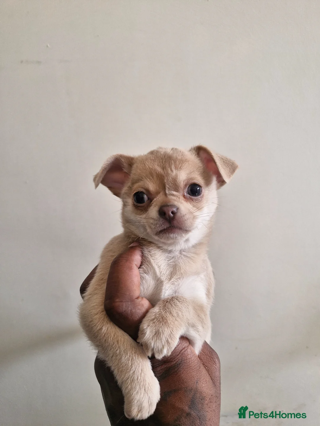 Chihuahua dogs for sale: Kc registered female chihuahua puppy in London - Advert 4