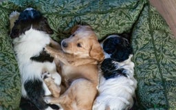 Cockapoo dogs for sale: UNIQUE SABLE BOY READY TO GO ✨ - Image 7