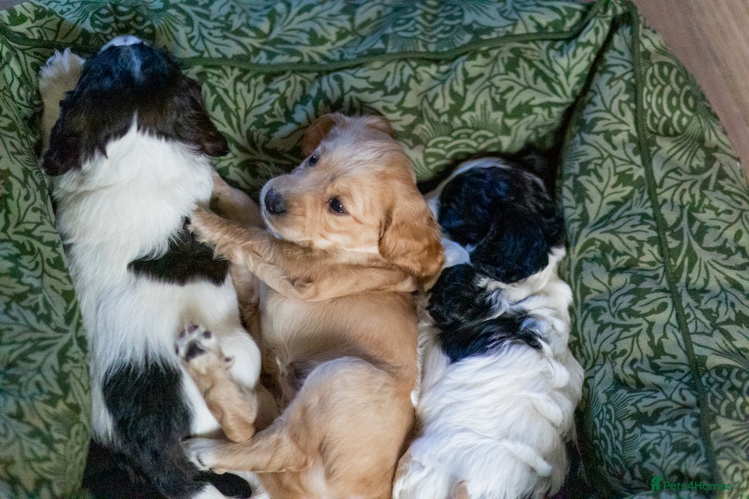 Cockapoo dogs for sale: UNIQUE SABLE BOY READY TO GO ✨ - Image 7