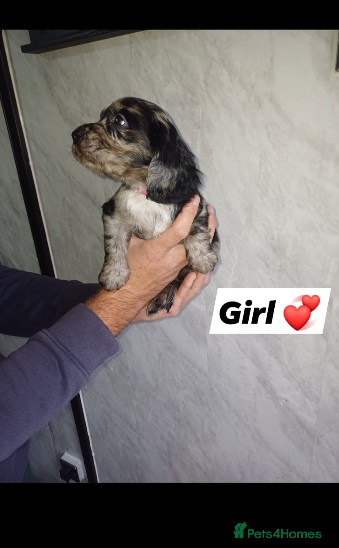 Cocker Spaniel dogs for sale: Cocker spaniels  - Image 1