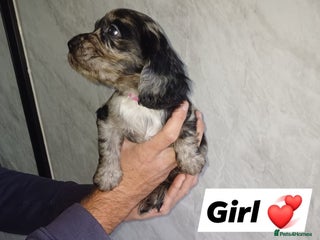 Cocker Spaniel dogs - Advert 9