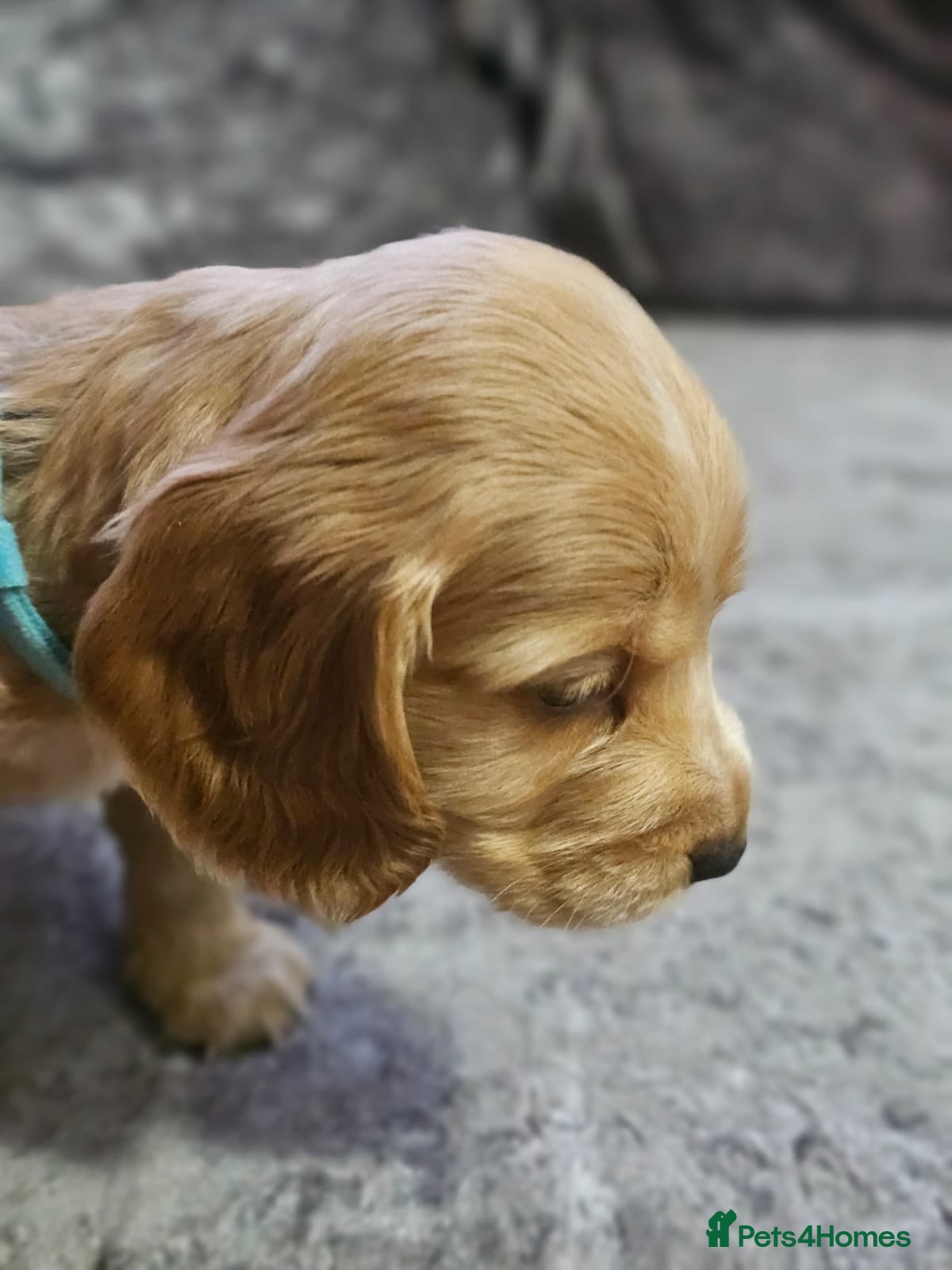 Cocker Spaniel dogs for sale: cocker spaniel puppies - Advert 17