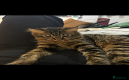 Mixed Breed cats for sale: Maine coon/tabby  - Image 10