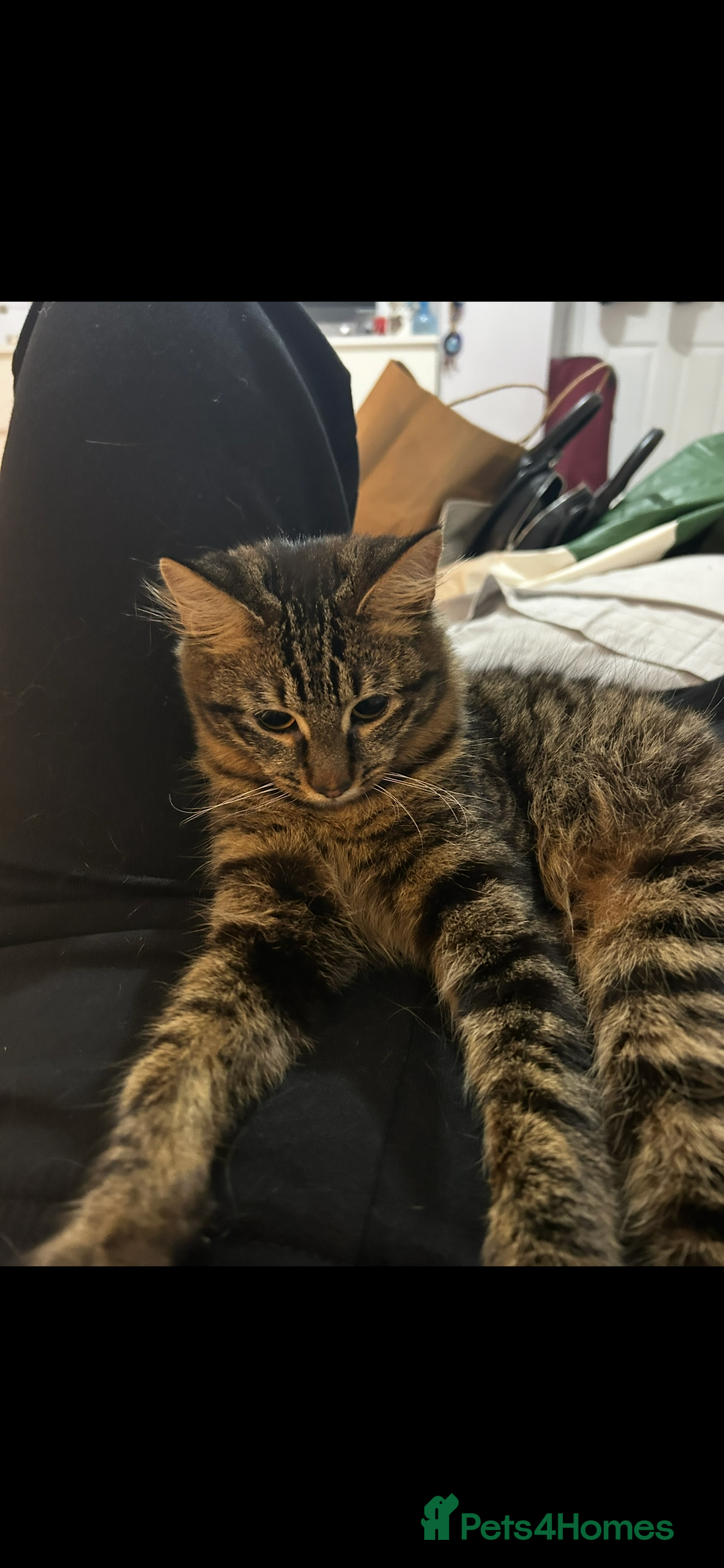 Mixed Breed cats for sale: Maine coon/tabby  - Image 10