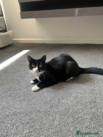 British Shorthair cats - Advert 14