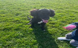 Mixed Breed dogs for sale: Black male springadore  - Image 7