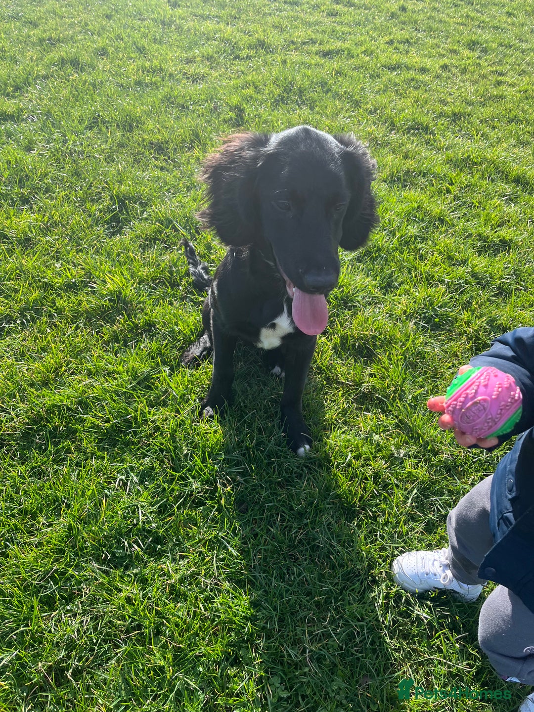 Mixed Breed dogs for sale: Black male springadore  - Image 7