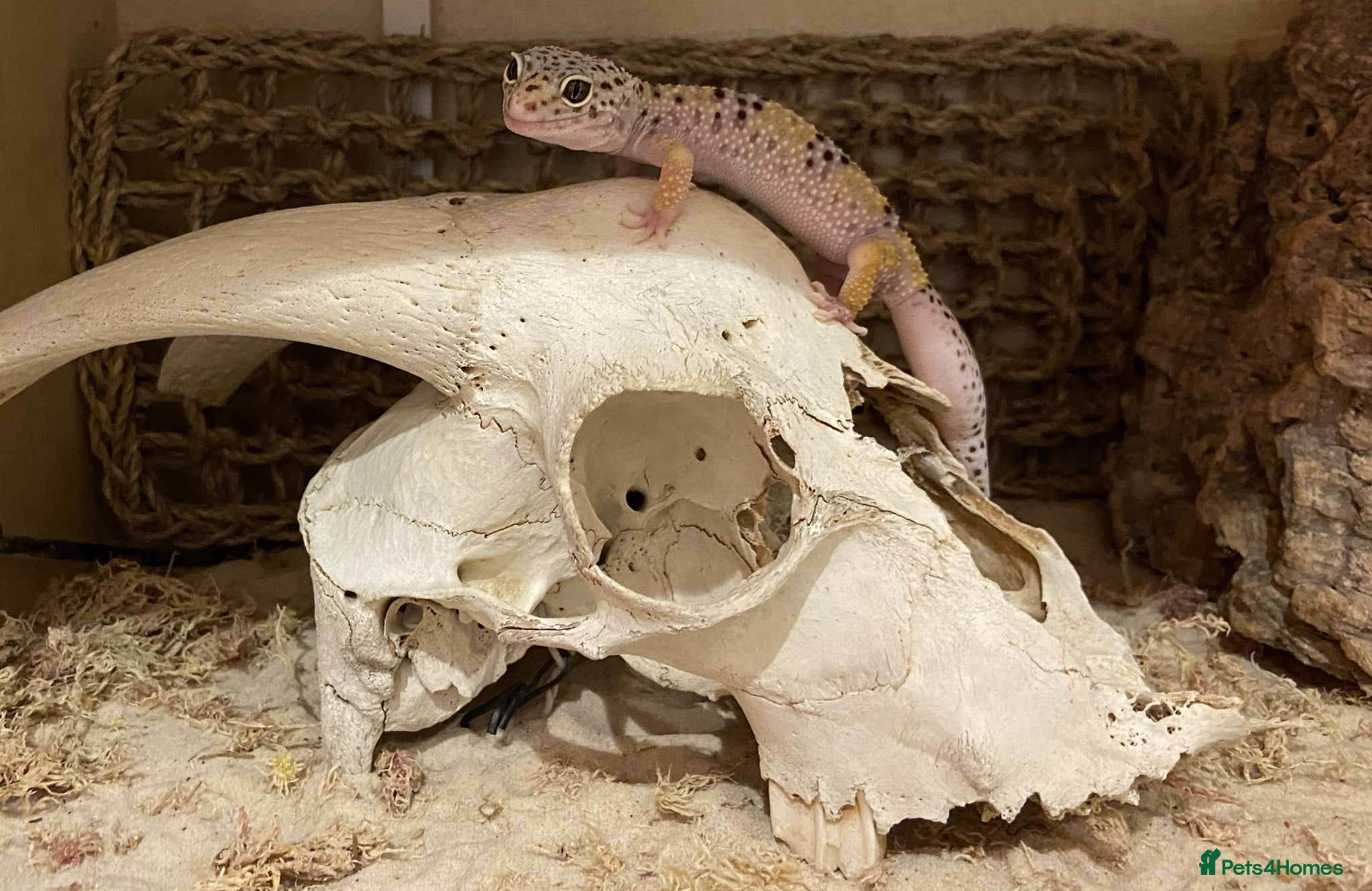 Leopard Gecko reptiles for sale: Leopard Gecko Female Mack Snow in London - Advert 1
