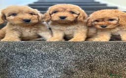 Cockapoo dogs for sale: Ready to go forever home one girl left  - Image 11