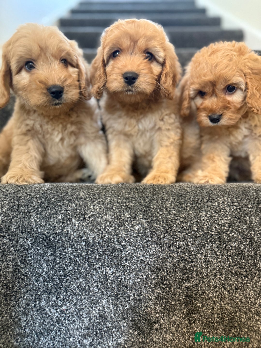 Cockapoo dogs for sale: Ready to go forever home one girl left  - Image 11