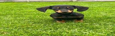 Miniature Dachshund Puppy 6