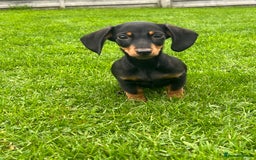 Miniature Dachshund dogs for sale: Miniature Dachshund Boys and Girls - Image 27