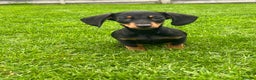 Miniature Dachshund dogs for sale: Long Haired Black & Tan Male Puppy - Advert 6