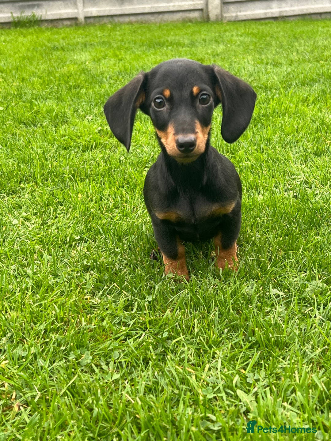 Miniature Dachshund dogs for sale: Miniature Dachshund Boys and Girls - Image 27