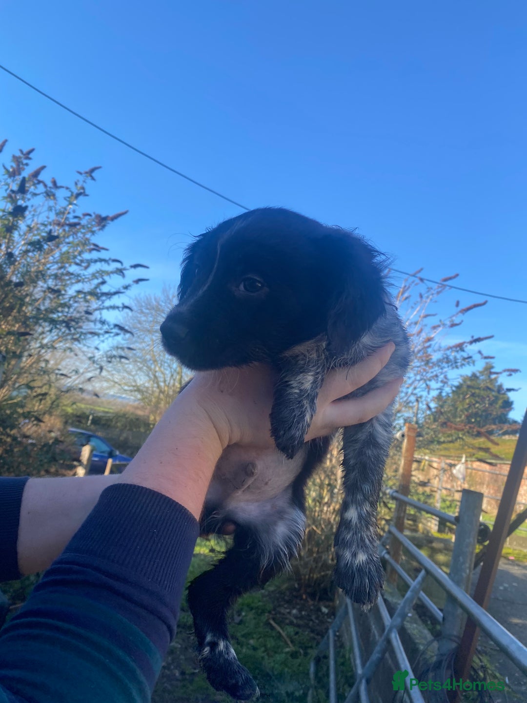 Mixed Breed dogs for sale: Cocker x collie puppies  - Advert 16