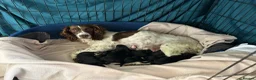 Springador dogs for sale: Springador pups - Advert 7