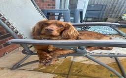 Cocker Spaniel dogs for sale: 14 month old spaniel - Image 5
