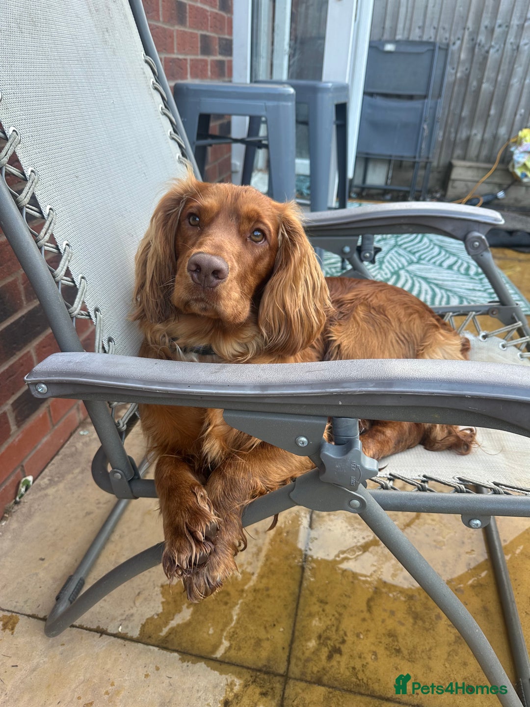 Cocker Spaniel dogs for sale: 14 month old spaniel - Image 5