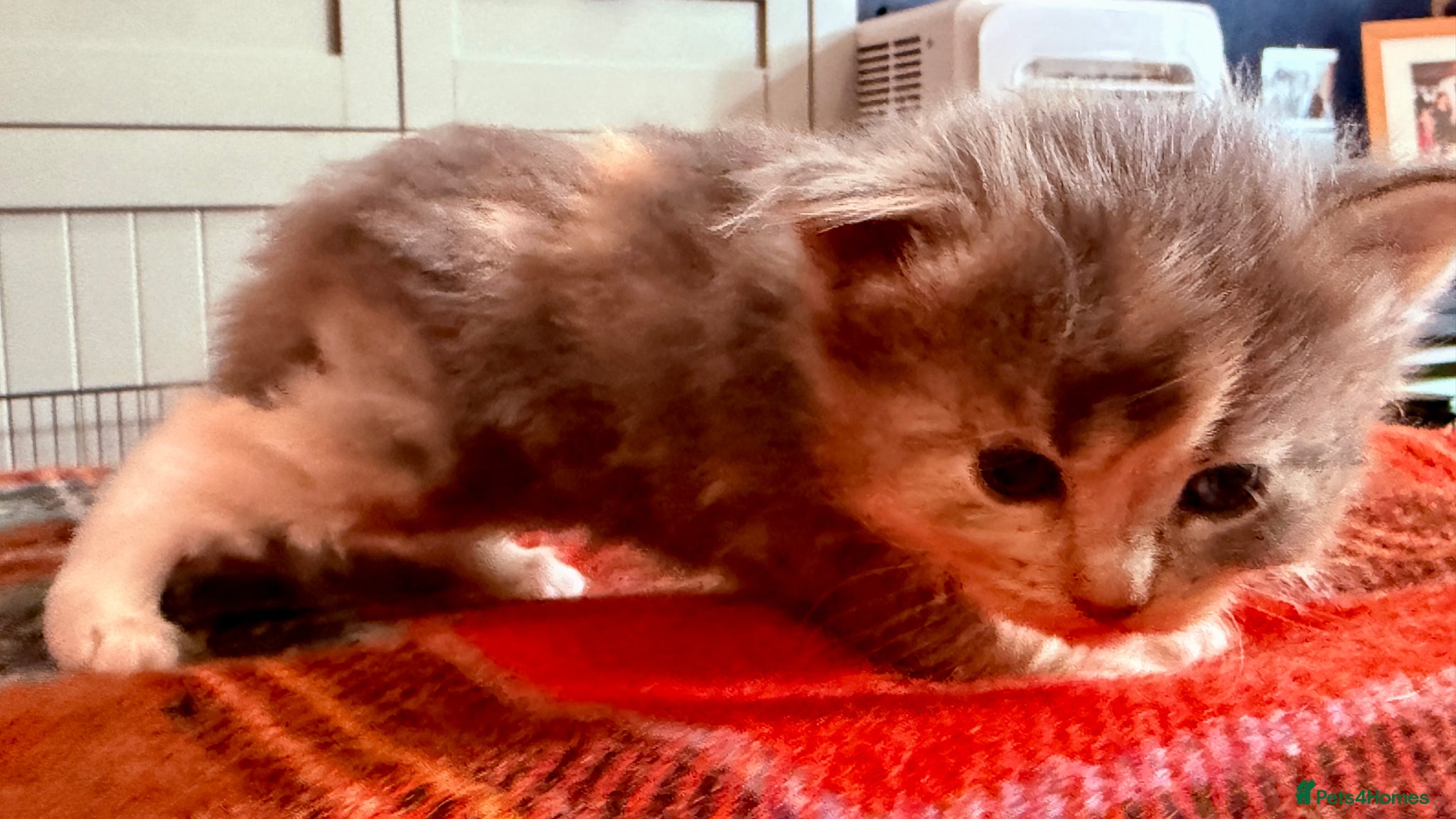 Ragcoon cats for sale: Gorgeous, fluffy litter of 6 RagCoon Kittens - Advert 14